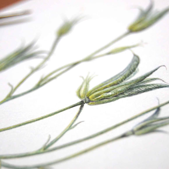 Sophie Crossart. Columbine Seed Pods. Botanical art and illustration. Botanische Kunst. 