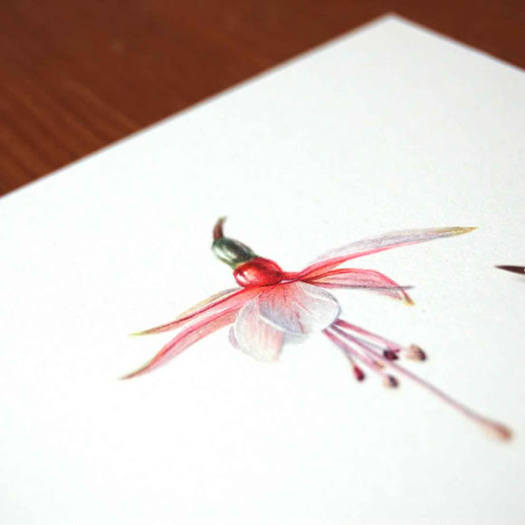 Botanical art and illustration. Botanische Kunst. Sophie Crossart. Fuchsia.