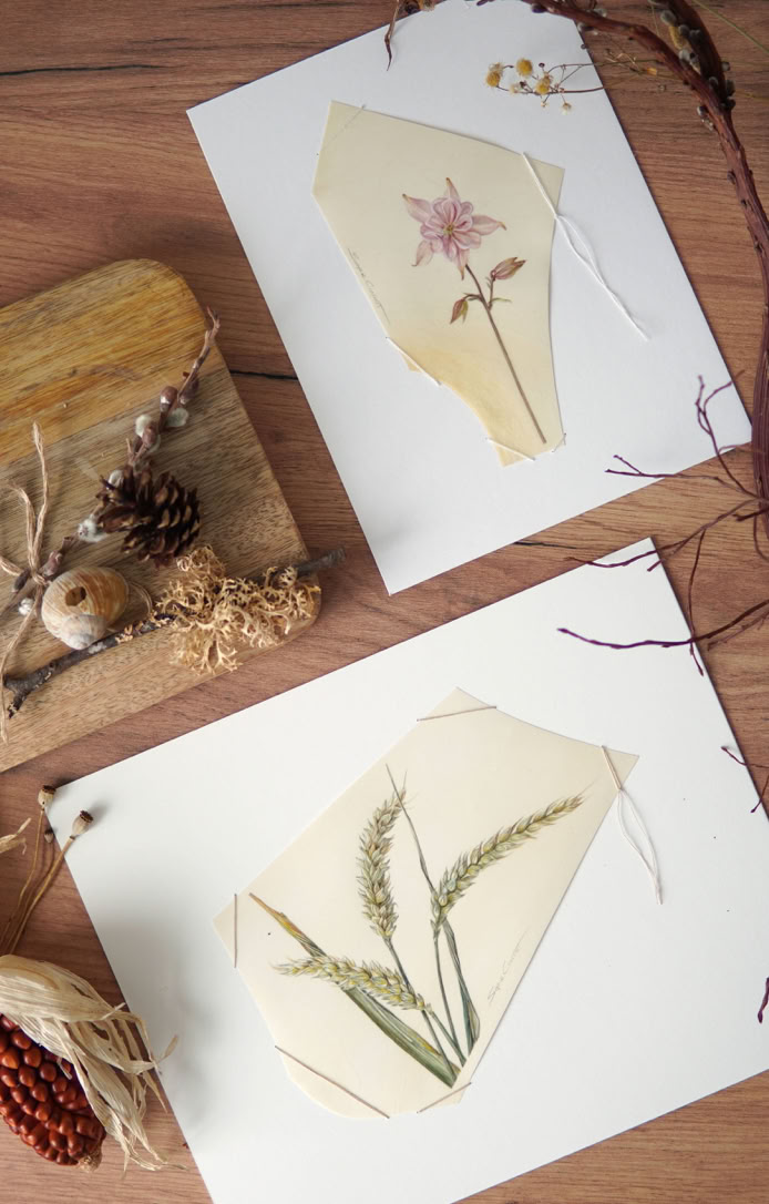 What remains, watercolour on vellum, Sophie Crossart. What remains, watercolour on vellum, Sophie Crossart.