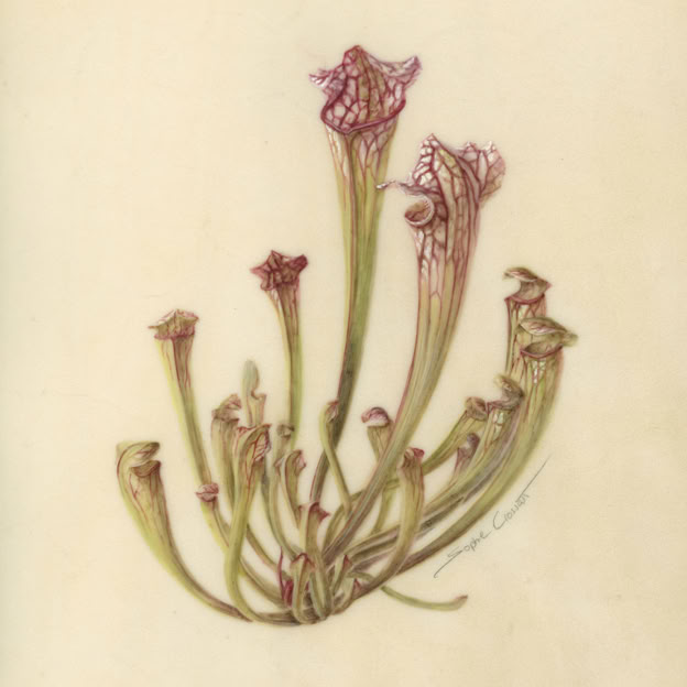 Botanische kunst, botanical art, Sophie Crossart. Clementine