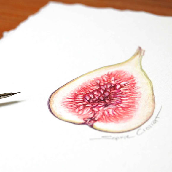 Botanical art and illustration. Botanische Kunst. Fig. Sophie Crossart. Fig Open.