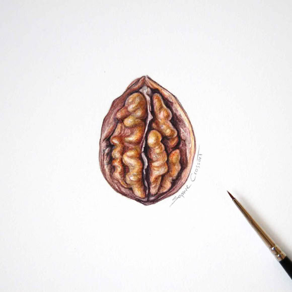 Botanical art and illustration. Botanische Kunst. Walnut. Sophie Crossart.
