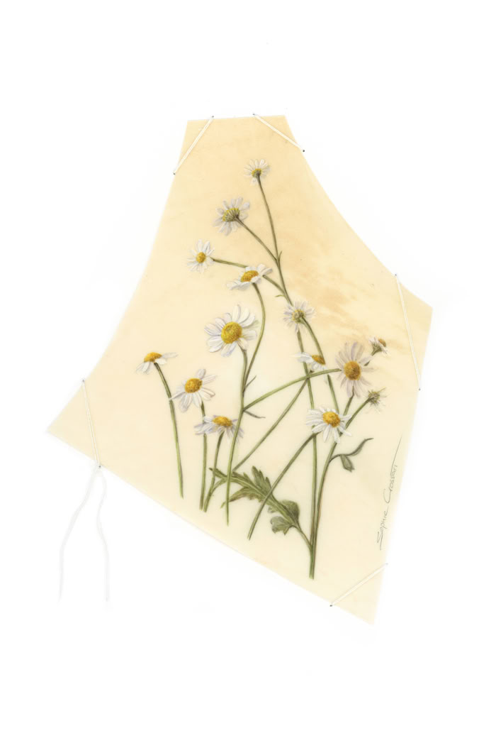 Matricaria chamomilla, watercolour on vellum, linen yarn on museum board, 31 x 21 cm, 2024. 