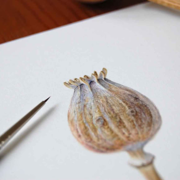 Sophie Crossart. Poppy Seed Pod.  Botanical art and illustration. Botanische Kunst. 