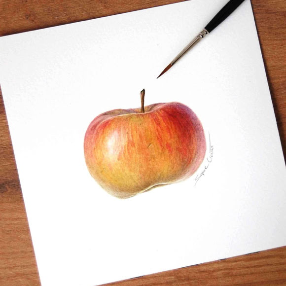 Botanical art and illustration. Botanische Kunst. Sophie Crossart. Apple.