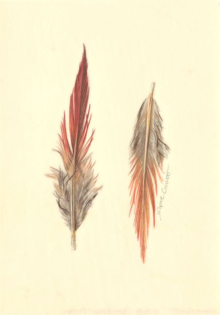 Botanical art and illustration. Botanische Kunst. Sophie Crossart. Turkish Hazel. Vellum.