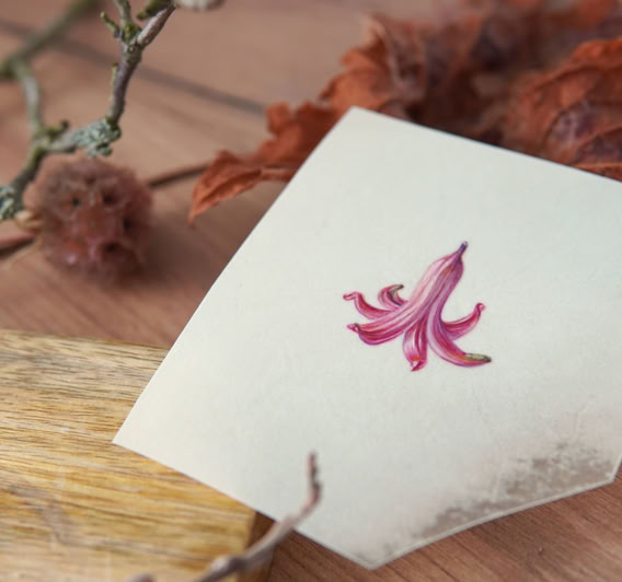 What remains, watercolour on vellum, Sophie Crossart. What remains, watercolour on vellum, Sophie Crossart.