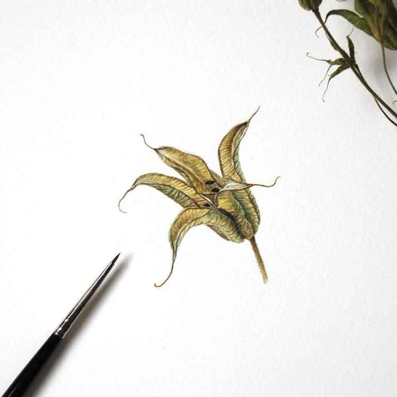 Botanical art and illustration. Botanische Kunst. Sophie Crossart. Columbine Seed Pod Open.