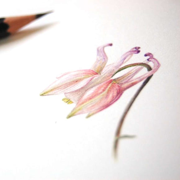 Botanical art and illustration. Botanische Kunst. Sophie Crossart. Columbine Flower.