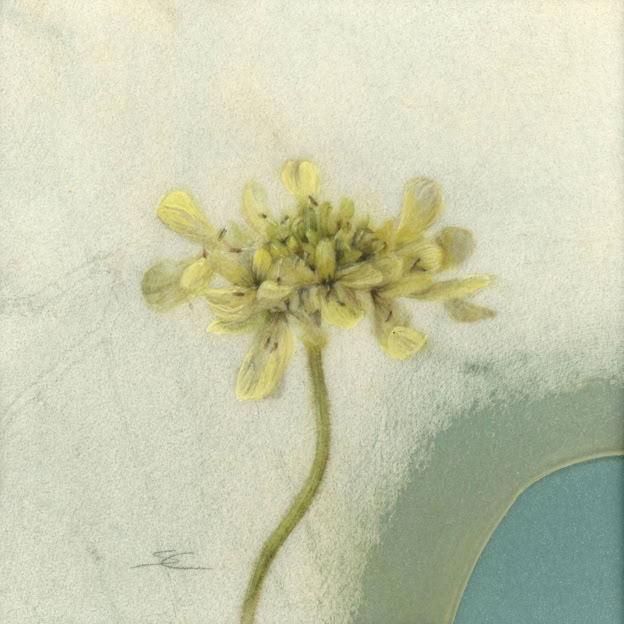 Giant scabiosa, watercolour on vellum, 22 x 22 cm (framed size), 2026. 