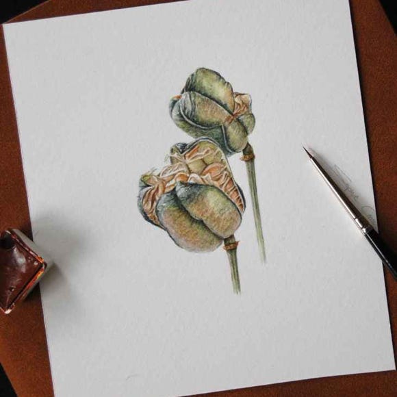 Botanical art and illustration. Botanische Kunst. Sophie Crossart. Fritillaria Seed Pods.