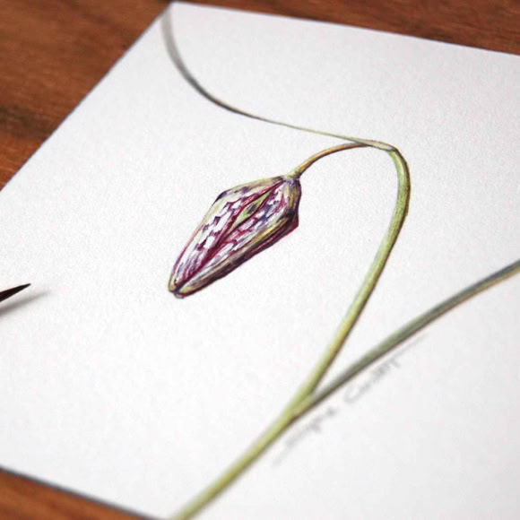 Botanical art and illustration. Botanische Kunst. Sophie Crossart. Fritillaria meleagris flower. 