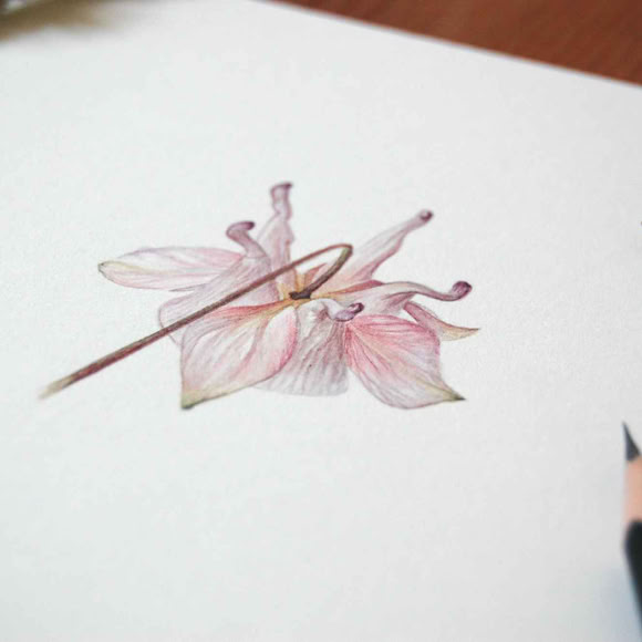Botanical art and illustration. Botanische Kunst. Sophie Crossart. Columbine Flower.