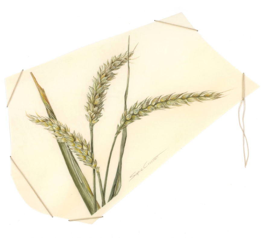 Of Bread and Beer, watercolour on vellum, linen yarn on museum board, 31 x 21 cm, 2024. 