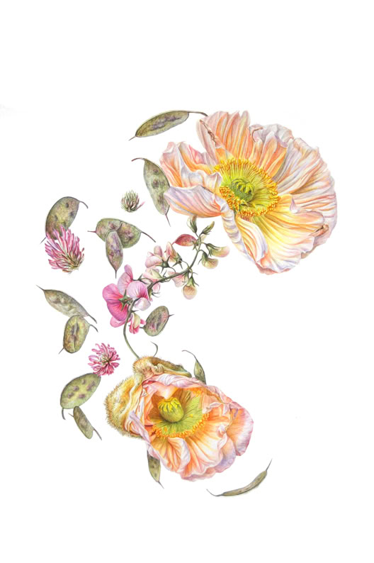 Botanical art, botanische kunst, Panspermia (Antennae Galaxies), Sophie Crossart. Antennae Galaxies. Watercolor. Botanical Art.