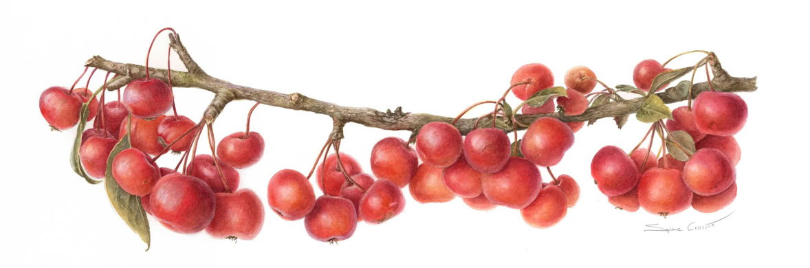 Botanische kunst, botanical art, Sophie Crossart. Crabapples. 