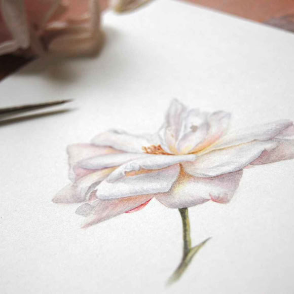 Sophie Crossart. Rose. Botanical art and illustration. Botanische Kunst. 