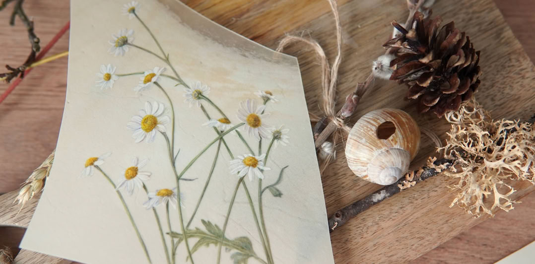 What remains, watercolour on vellum, Sophie Crossart. What remains, watercolour on vellum, Sophie Crossart.