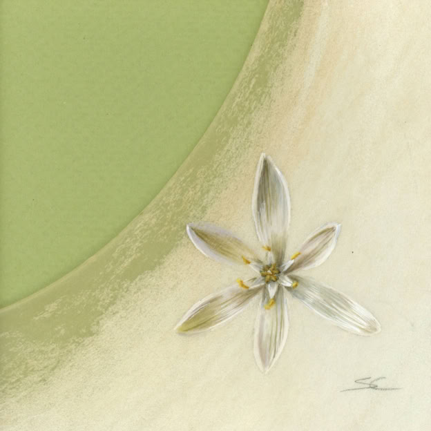 Ornithogalum, watercolour on vellum, 22 x 22 cm (framed size), 2026. 