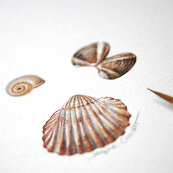 Botanical art and illustration. Botanische Kunst. Shells. Sophie Crossart.