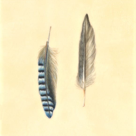 Botanical art and illustration. Botanische Kunst. Sophie Crossart. Jay feather. Vellum. 