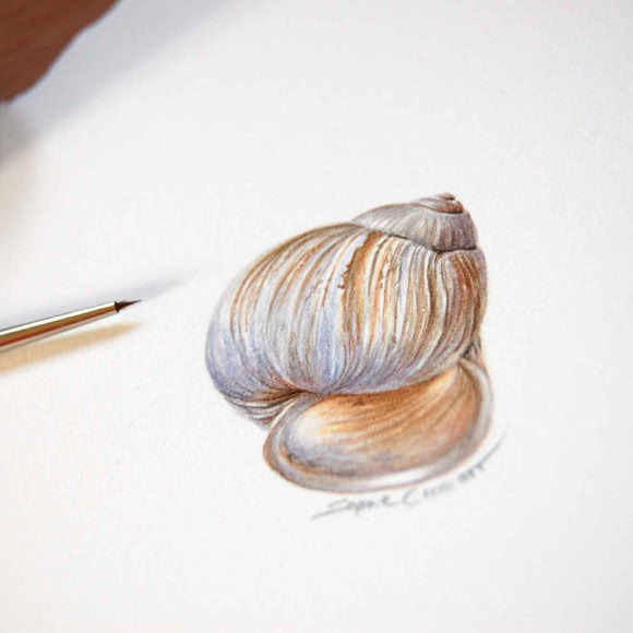 Sophie Crossart. Snail Shell. Botanical art and illustration. Botanische Kunst. 