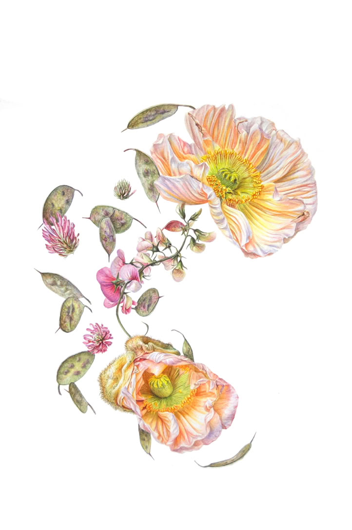 Botanical art, botanische kunst, Panspermia (Antennae Galaxies), Sophie Crossart. Antennae Galaxies. Watercolor. Botanical Art.