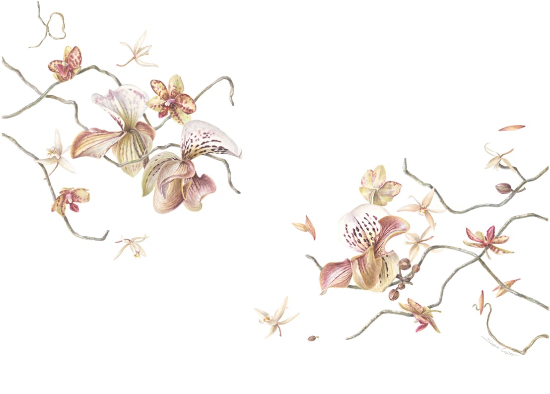 Botanical art, botanische kunst Panspermia, Sophie Crossart. The Universe is Change. Watercolor. Botanical Art.