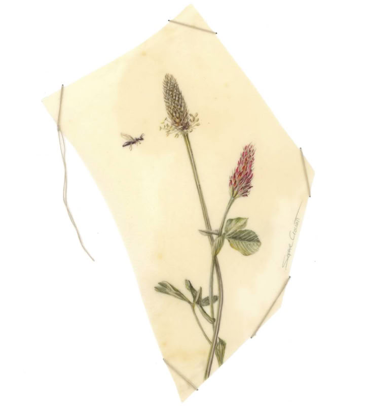 Beauty incarnated, watercolour on vellum, linen yarn on museum board, 21 x 31 cm, 2024. 