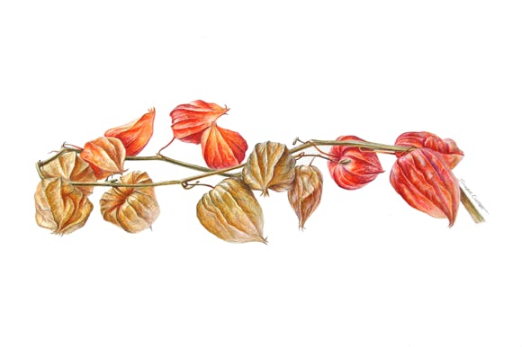 Botanische kunst, botanical art, Sophie Crossart. Physalis Crown 