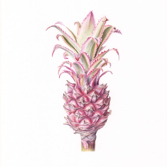 Botanische kunst, botanical art, Sophie Crossart. Pineapple. Bromelia. 