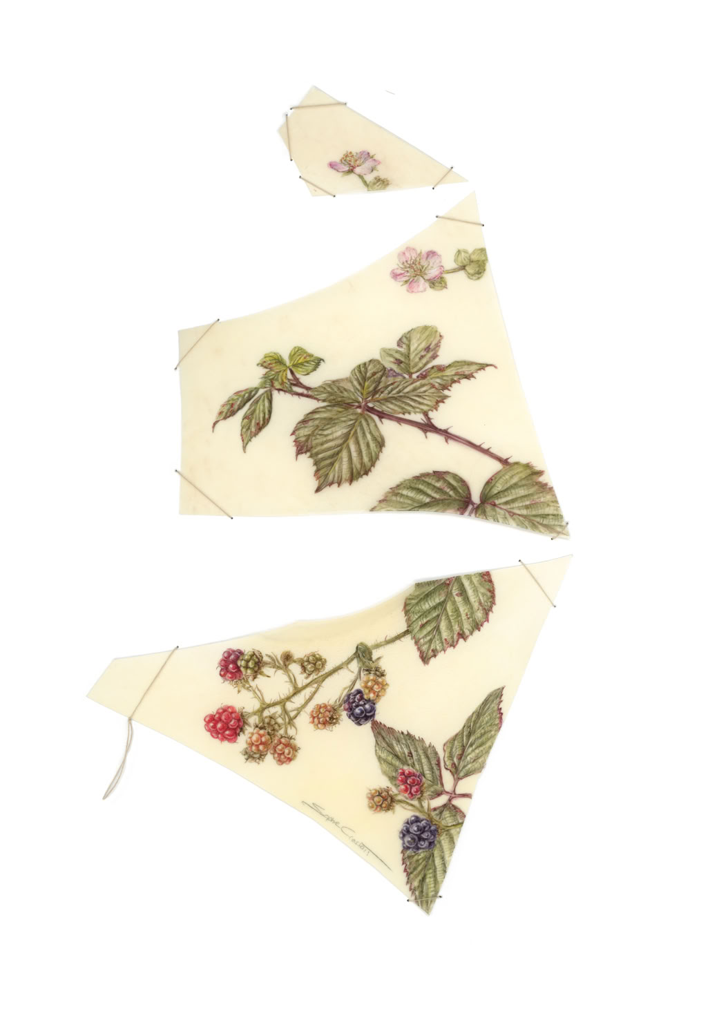 Through thorns to sweetness, watercolour on vellum, linen yarn on museum board, 40 x 30 cm, 2025. 