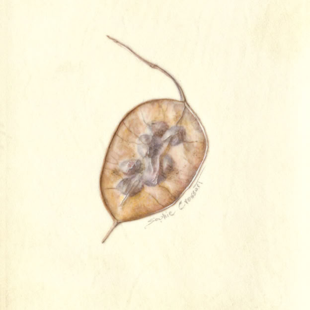 Botanical art and illustration. Botanische Kunst. Sophie Crossart. Turkish hazel. Vellum. 
