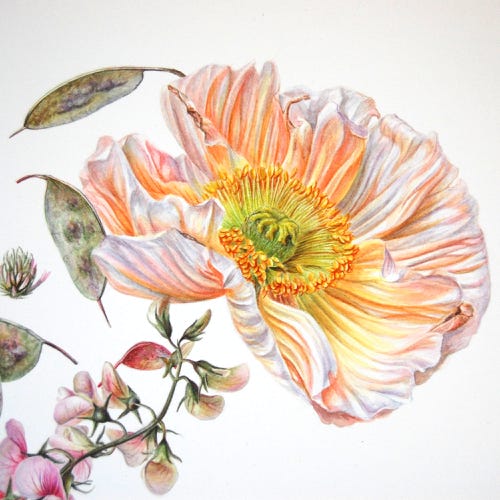 Sophie Crossart, Antennae Galaxies, Botanical Art, Botanical painting