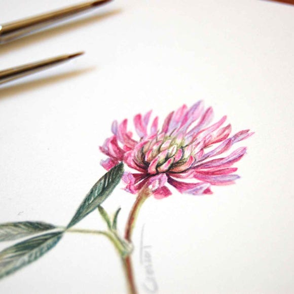 Botanical art and illustration. Botanische Kunst. Clover. Sophie Crossart. Clover Flower.