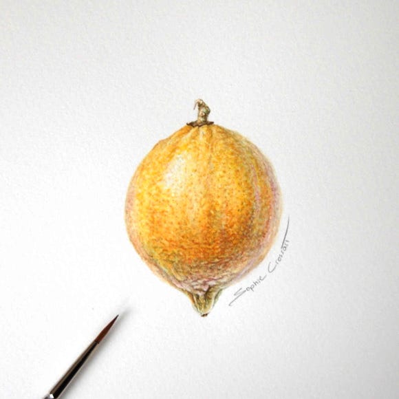 Botanical art and illustration. Botanische Kunst. Sophie Crossart. Lemon.