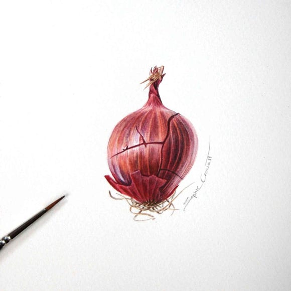 Botanical art and illustration. Botanische Kunst. Sophie Crossart. Onion.