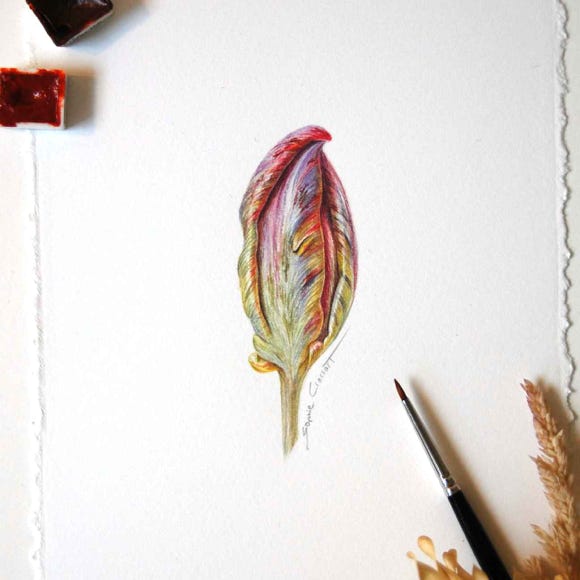 Botanical art and illustration. Botanische Kunst. Sophie Crossart. Tulip. Blumex Parrot. 