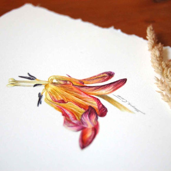 Botanical art and illustration. Botanische Kunst. Sophie Crossart. Tulip. Blumex parrot. 
