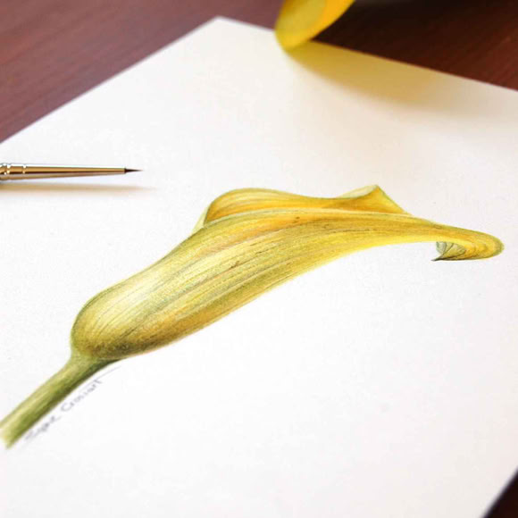 Botanical art and illustration. Botanische Kunst. Sophie Crossart. Calla Lily.