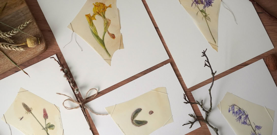 What remains, watercolour on vellum, Sophie Crossart. What remains, watercolour on vellum, Sophie Crossart.