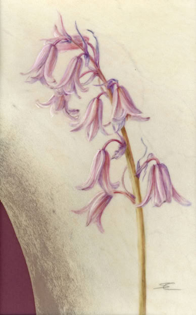 Hyacinthoides hispanica, watercolour on vellum, 33 x 26 cm (framed size), 2026. 
