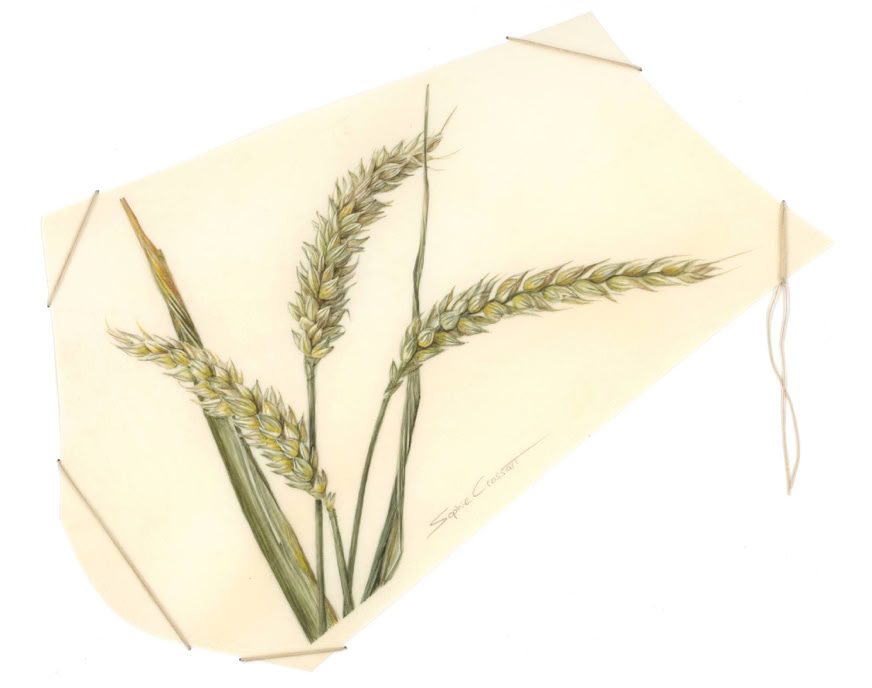 Of Bread and Beer, watercolour on vellum, linen yarn on museum board, 31 x 21 cm, 2024. 