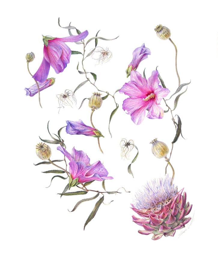 Botanical art, botanische kunst Panspermia, Sophie Crossart. Antennae Galaxies. Watercolor. Botanical Art.